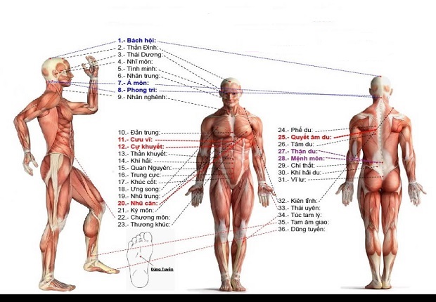 Tự xoa bóp bấm huyệt - Một vài huyệt đạo trên cơ thể