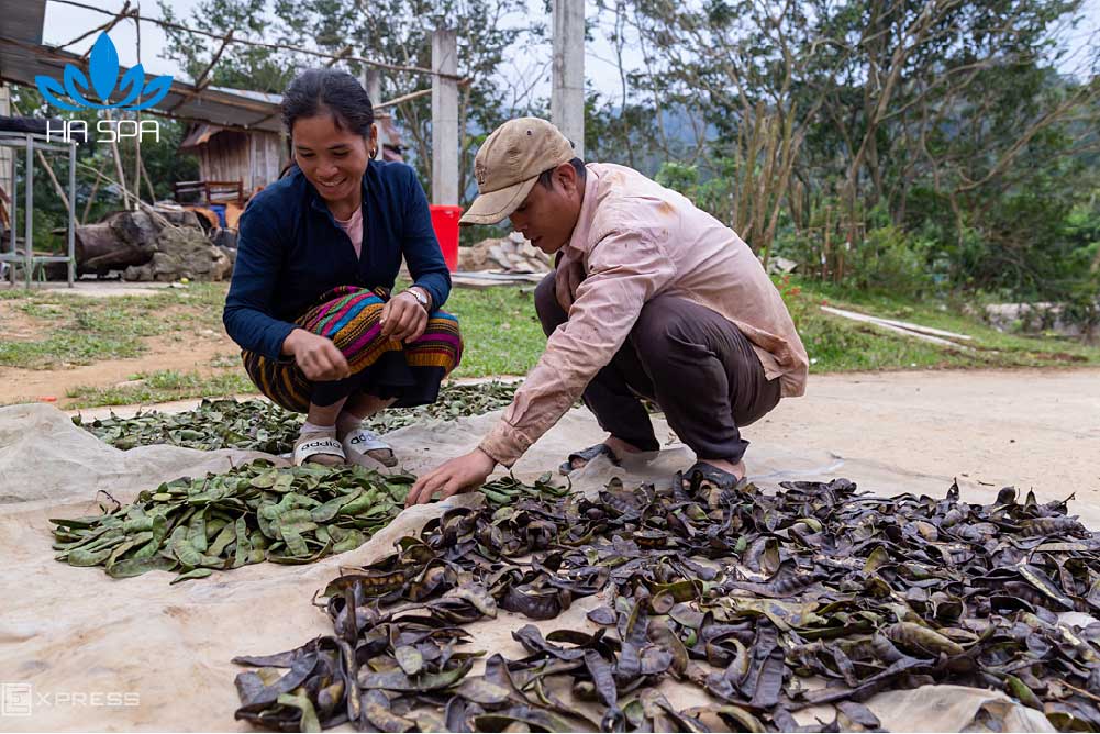 cách nấu bồ kết gội đầu